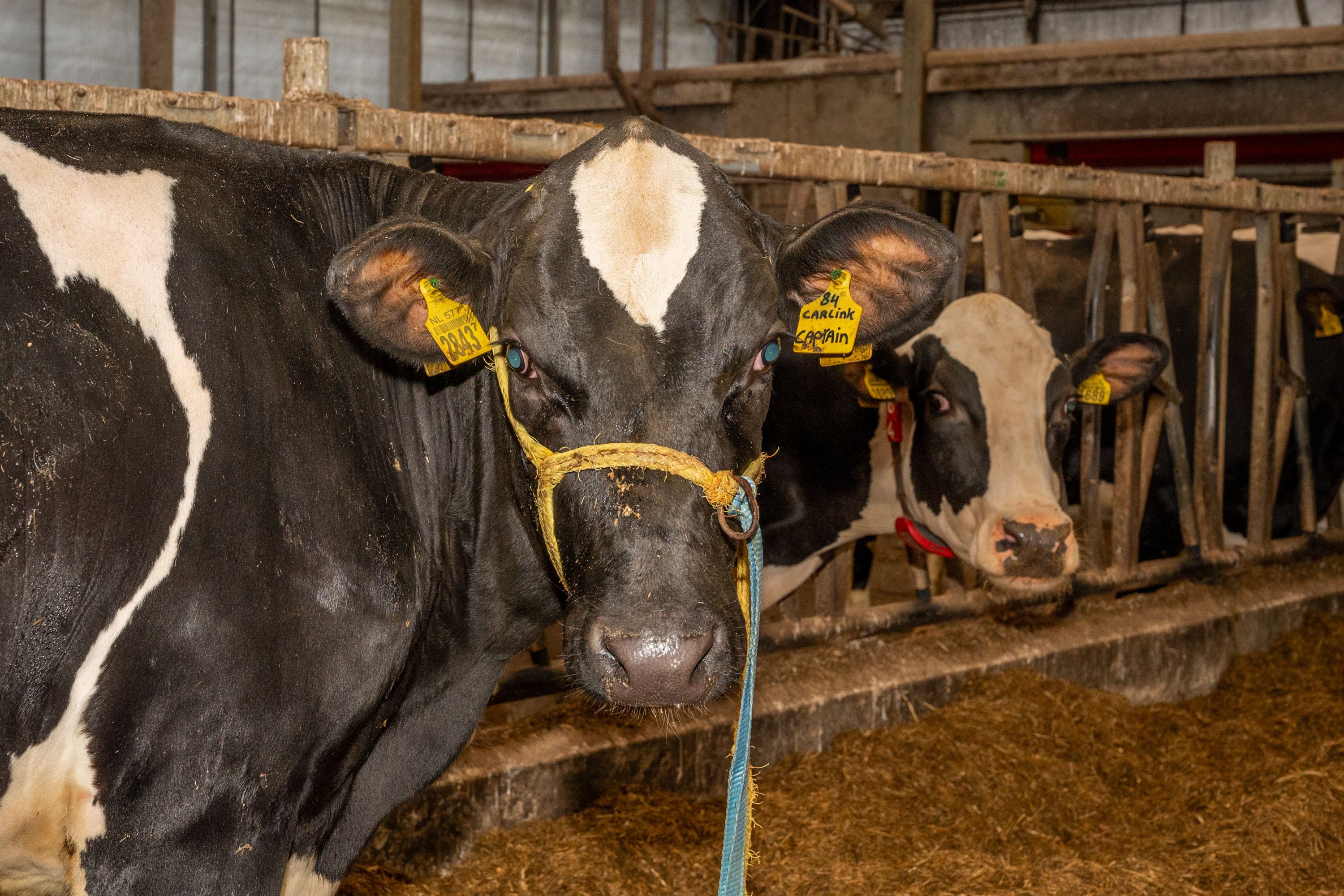 Jan heeft genetisch de beste kalveren van Europa. Veehouder in Westwoud produceert jaarlijks 1500 em